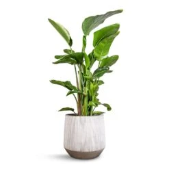 Harith Plant Pot - Ridged White Stripe 10 Harith Plant Pot - Ridged White Stripe -Indoor Plants Strelitzia nicolai Giant White Bird of Paradise 29x140cm Harith Plant Pot Ridged White Stripe 42x38cm 5c45ee41 66ef 4c3b b30c 709027bbffa2