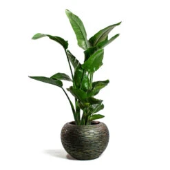 Luxe Lite Wrinkle Globe Planter - Bronze -Indoor Plants Strelitzia nicolai Giant White Bird of Paradise Luxe Lite Wrinkle Globe Planter Bronze