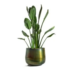 Elisa Metal Plant Pots - Set Of 3 - Vintage Green -Indoor Plants Strelitzia reginea Bird of Paradise Elisa Metal Plant Pots Set of 3 Vintage Green d44424f7 8ab5 419c 9b60 4faa08d8f634
