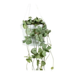 Ceropegia Woodii - String Of Hearts -Indoor Plants String Of Hearts Ceropegia Woodii