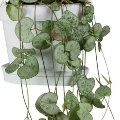 Ceropegia Woodii - String Of Hearts -Indoor Plants String Of Hearts Ceropegia Woodii Leaves