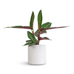Puk Essentials Planter - Matt White -Indoor Plants Stromanthe sanguinea Stripestar 12x40cm Puk Essentials Planter Matt White 15x15cm a76da8e0 1bc6 41ab 8e72 509005662afd