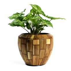 Facets Couple Planter - Jenga -Indoor Plants Syngonium nephphytis Arrow Arrow Plant Facets Couple Planter Jenga