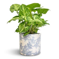 Lazzaro Plant Pot - Vintage Foliage -Indoor Plants Syngonium nephthytis Arrow Arrow Plant 12x25cm Lazzaro Plant Pot Vintage Foliage 15x13cm 5ad375b8 0087 48fe a05d 07638e83d357