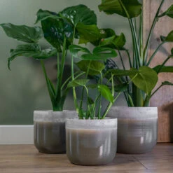 Tarra Plant Pot - Forest -Indoor Plants Tarra1