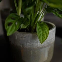 Tarra Plant Pot - Forest -Indoor Plants Tarra2