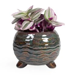 Dewi Plant Pot - Marrakesh -Indoor Plants Tradescantia albiflora Nanouk Fantasy Venice 12x20cm Dewi Plant Pot Marrakesh 18x14cm ab7664e9 3f12 40d0 8c91 8405f298b238