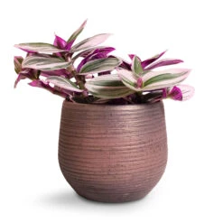 Lydia Plant Pot - Shiny Purple -Indoor Plants Tradescantia albiflora Nanouk Fantasy Venice 12x20cm Lydia Plant Pot Shiny Purple 15x13cm
