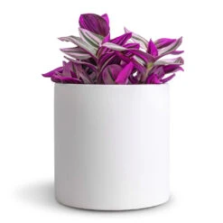Puk Essentials Planter - Matt White -Indoor Plants Tradescantia albiflora Nanouk Fantasy Venice 12x20cm Puk Essentials Planter Matt White 15x15cm dd64377e 9d7b 4047 88a3 a6711f9be8f3