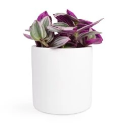 Puk Essentials Planter - Matt White -Indoor Plants Tradescantia albiflora Nanouk Fantasy Venice 12x20cm Puk Planter Matt White 15x15cm 2940d00b 6251 497d 9103 546a7a0f0b47