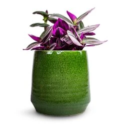 Remi Plant Pot - Green -Indoor Plants Tradescantia albiflora Nanouk Fantasy Venice 12x20cm Remi Plant Pot Green 15x15cm