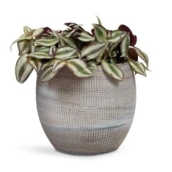 Dex Plant Pot - Earth -Indoor Plants Tradescantia zebrina Inch Plant 12x10cm Dex Plant Pot Earth 19x16cm 6f8f2394 de96 4614 87e6 9cc037320325