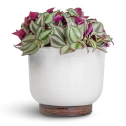 Jayla Plant Pot - White -Indoor Plants Tradescantia zebrina Inch Plant 12x10cm Jayla Plant Pot White 17x14cm 0a447714 fee5 4bec 8c3c c4219cec879b