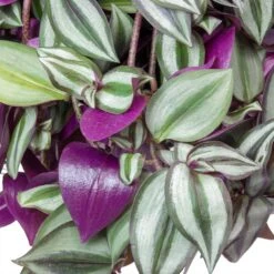 Indoor Plants -Indoor Plants Tradescantia zebrina Wandering Jew Houseplant Leaves