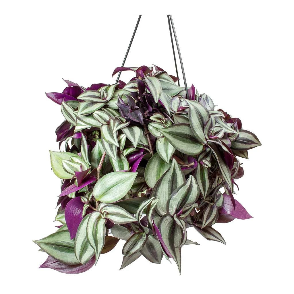 Tradescantia Zebrina - Inch Plant 1 Tradescantia Zebrina - Inch Plant