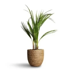 Cody Plant Pot - Straw Grass 36 Cody Plant Pot - Straw Grass -Indoor Plants Washingtonia robusta Mexican Fan Palm 15x60cm Cody Plant Pot Straw Grass 22x20cm d3f4bb83 8542 457f beb1 a8d44faa5594