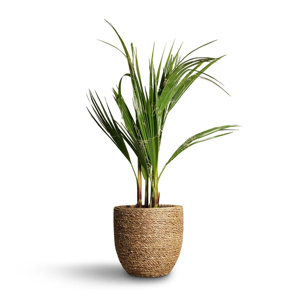 Cody Plant Pot - Straw Grass 17 Cody Plant Pot - Straw Grass - Image 17