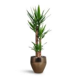 Yucca - HydroCare -Indoor Plants Yucca HydroCare Amora Couple Planter Gold