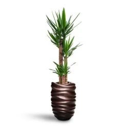 Yucca - HydroCare -Indoor Plants Yucca HydroCare Gradient Lee Partner Planter Matt Coffee