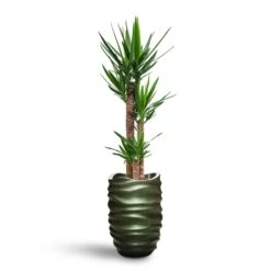 Yucca - HydroCare -Indoor Plants Yucca HydroCare Gradient Lee Partner Planter Matt Forest