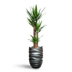 Yucca - HydroCare -Indoor Plants Yucca HydroCare Gradient Lee Partner Planter Matt Grey