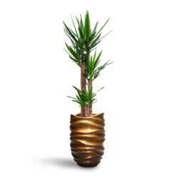 Yucca - HydroCare -Indoor Plants Yucca HydroCare Gradient Lee Partner Planter Matt Honey