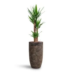 Yucca - HydroCare -Indoor Plants Yucca HydroCare Luxe Lite Layer Partner Planter Bronze