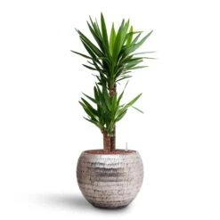 Yucca - HydroCare -Indoor Plants Yucca Hydroculture 2 stems Opus Hammered Globe Planter Silver 40 x 32cm