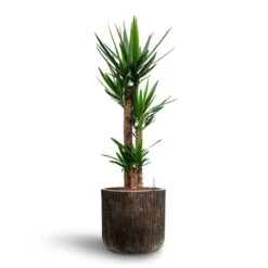 Yucca - HydroCare -Indoor Plants Yucca Hydroculture 3 stems Luxe Lite Waterfall Cylinder Planter Bronze 40 x 38cm