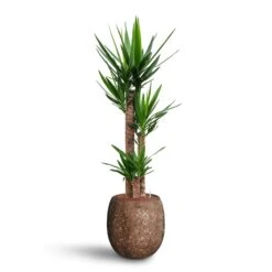 Yucca - HydroCare -Indoor Plants Yucca Hydroculture 3 stems Polystone Coated Balloon Planter Rock 42 x 42cm
