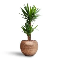 Yucca - HydroCare -Indoor Plants Yucca Hydroculture2 stems Opus Hammered Globe Planter Gold 40 x 32cm