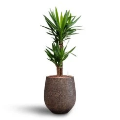 Yucca - HydroCare -Indoor Plants Yucca Hydroculture2 stems Opus Hit Darcy Planter Gold 38 x 42cm