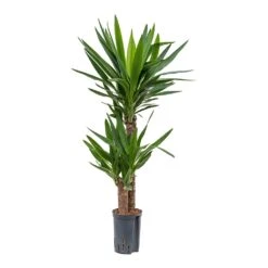 Yucca - HydroCare -Indoor Plants Yucca Multi Stem Hydroculture Indoor Plant 2Stems