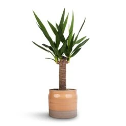 Yucca Elephantipes - Spineless Yucca -Indoor Plants Yucca elephantipes Spineless Yucca 14x60cm Puro Ripple Plant Pot Peach 17x16cm 46a05443 b5cb 422b a2bf e59f8275c0eb