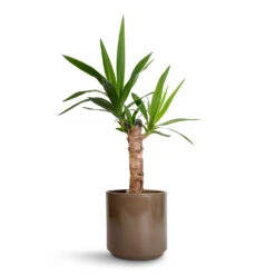 Yucca Elephantipes - Spineless Yucca -Indoor Plants Yucca elephantipes Spineless Yucca 14x60cm Remmi Glaze Plant Pot Mocha 16x16cm 1c6be7b0 2591 4983 ae2e 27dbbf498880
