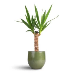 Yucca Elephantipes - Spineless Yucca -Indoor Plants Yucca elephantipes Spineless Yucca 14x60cm Zembla Plant Pot Green 18x16cm cfe1428c 99d3 4149 850d db0f952095ec