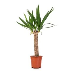 Yucca Elephantipes - Spineless Yucca -Indoor Plants Yucca elephantipes Spineless Yucca 17x70cm