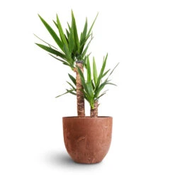 Yucca Elephantipes - Spineless Yucca -Indoor Plants Yucca elephantipes Spineless Yucca 17x75cm 2 stems Bola Artstone Plant Pot Oak 28x24cm 3e7d453a 49ea 4953 8e21 75e7ec01425d