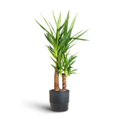Yucca Elephantipes - Spineless Yucca -Indoor Plants Yucca elephantipes Spineless Yucca 17x75cm 2 stems Erik Plant Pot Denim 20x18cm 12172a6c d381 4af3 b9f2 aad55de4736f