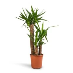 Yucca Elephantipes - Spineless Yucca -Indoor Plants Yucca elephantipes Spineless Yucca 21x100cm 3stems