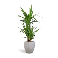 Lagos Plant Pot - Cement -Indoor Plants Yucca elephantipes Spineless Yucca 21x100cm 3 stems Lagos Plant Pot Cement 26x26cm