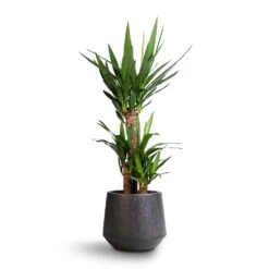 Raindrop Tube Round Planter - Anthracite -Indoor Plants Yucca elephantipes Spineless Yucca 21x90cm Raindrop Tube Round Planter Anthracite