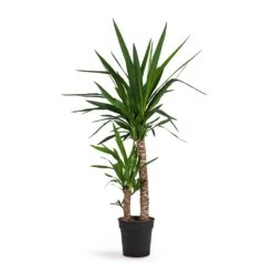 Yucca Elephantipes - Spineless Yucca -Indoor Plants Yucca elephantipes Spineless Yucca 21x95cm 2stems