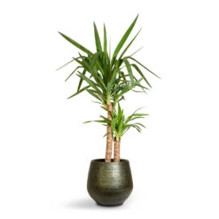Yucca Elephantipes - Spineless Yucca -Indoor Plants Yucca elephantipes Spineless Yucca 21x95cm 2stems Noor Plant Pot Velvet Green 32x30cm 3d2c3595 56e9 4edf b14c cd2ca6b136a0