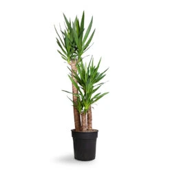 Yucca Elephantipes - Spineless Yucca -Indoor Plants Yucca elephantipes Spineless Yucca 27x140cm 3stems