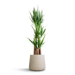 Patt Plant Pot - Grey Washed -Indoor Plants Yucca elephantipes Spineless Yucca 27x140cm 3 stems Patt Plant Pot Grey Washed 34x29cm 630c5807 2666 4901 b81d 025acce65f5a