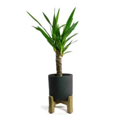 Charlie Plant Pot - Low Stand - Black Washed 10 Charlie Plant Pot - Low Stand - Black Washed -Indoor Plants Yucca elephantipes Spineless Yucca Charlie Plant Pot Low Stand Black Washed