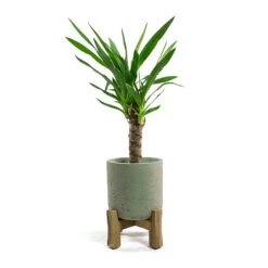 Charlie Plant Pot - Low Stand - Grey Washed 11 Charlie Plant Pot - Low Stand - Grey Washed -Indoor Plants Yucca elephantipes Spineless Yucca Charlie Plant Pot Low Stand Grey Washed