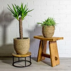 Cody Plant Pot - Straw Grass 33 Cody Plant Pot - Straw Grass -Indoor Plants Yucca elephantipes Spineless Yucca Chlorophytum Ocean Spider Plant Cody Plant Pot Straw Grass 7c812714 40f1 42bd bc28 b3f88032337c