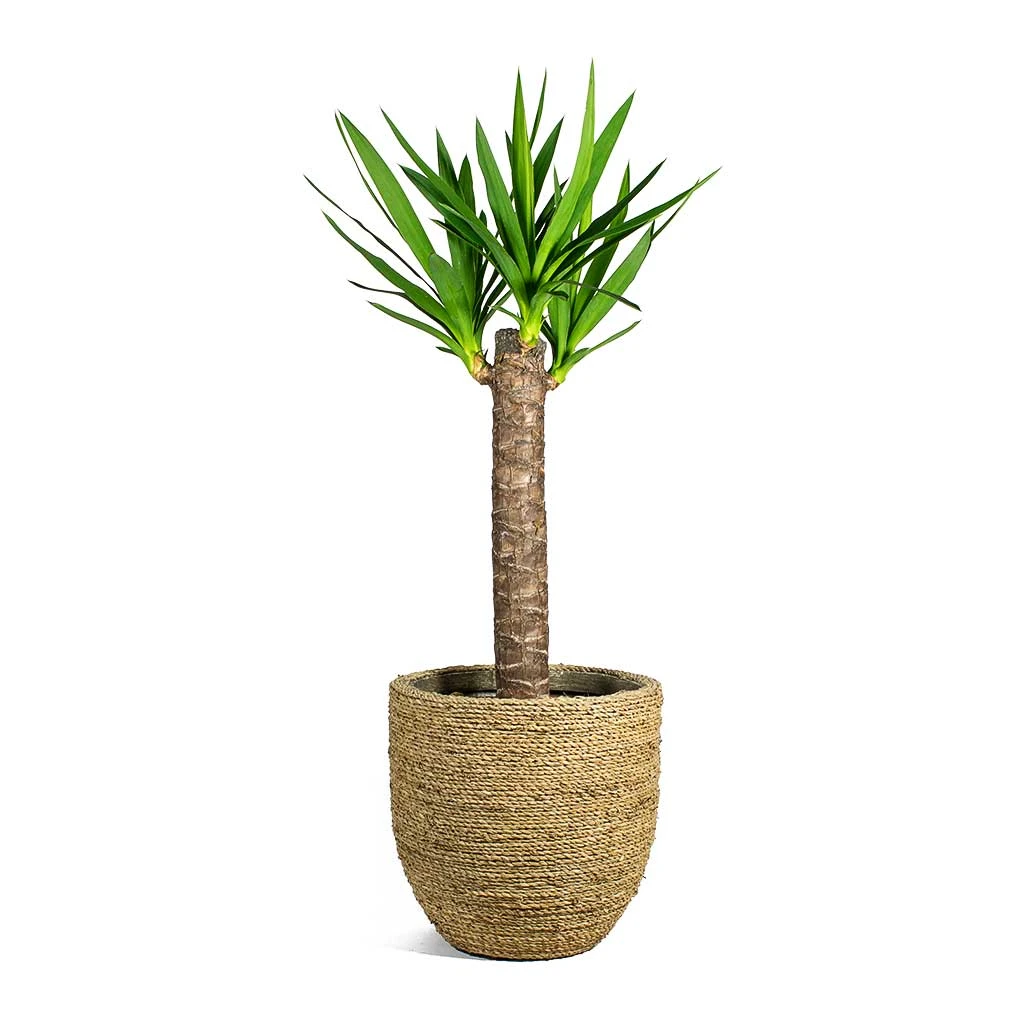 Cody Plant Pot - Straw Grass 19 Cody Plant Pot - Straw Grass - Image 19